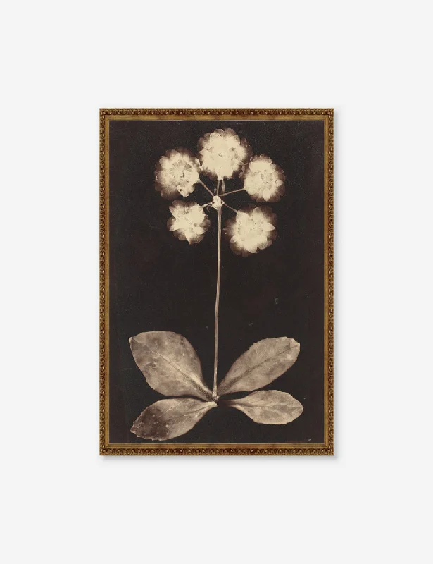 Botanical Photogram Print