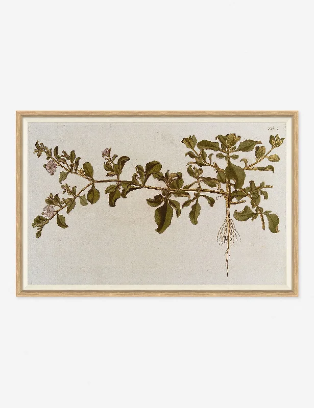 Flowering Plants I Wall Art by Franz Anton Von Scheidl