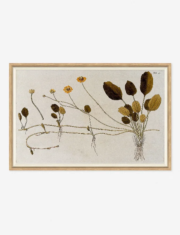 Flowering Plants II Wall Art by Franz Anton Von Scheidl