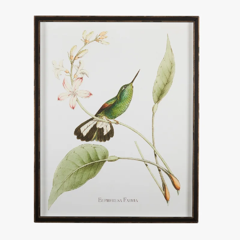 Framed Hummingbird Botanical Print III