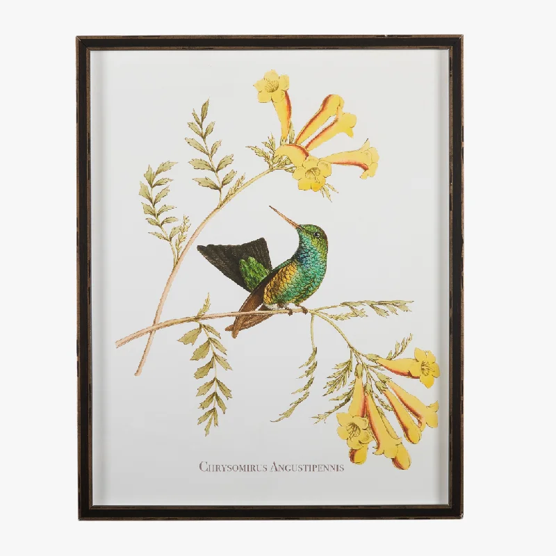 Framed Hummingbird Botanical Print IV